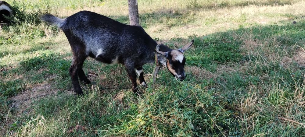 Продам козу домашню