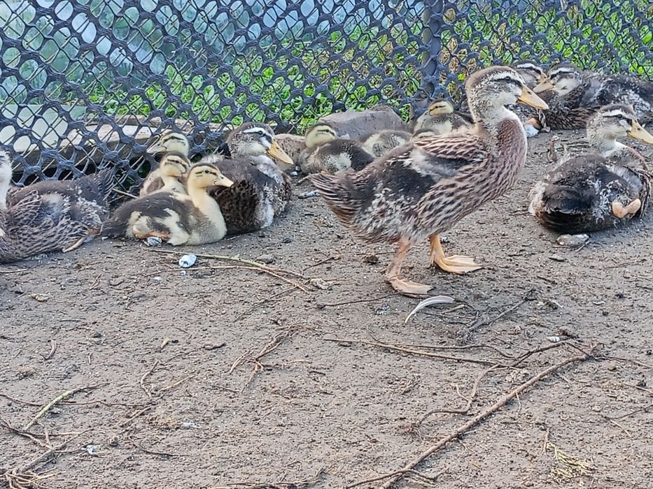 Perliczki tegoroczne