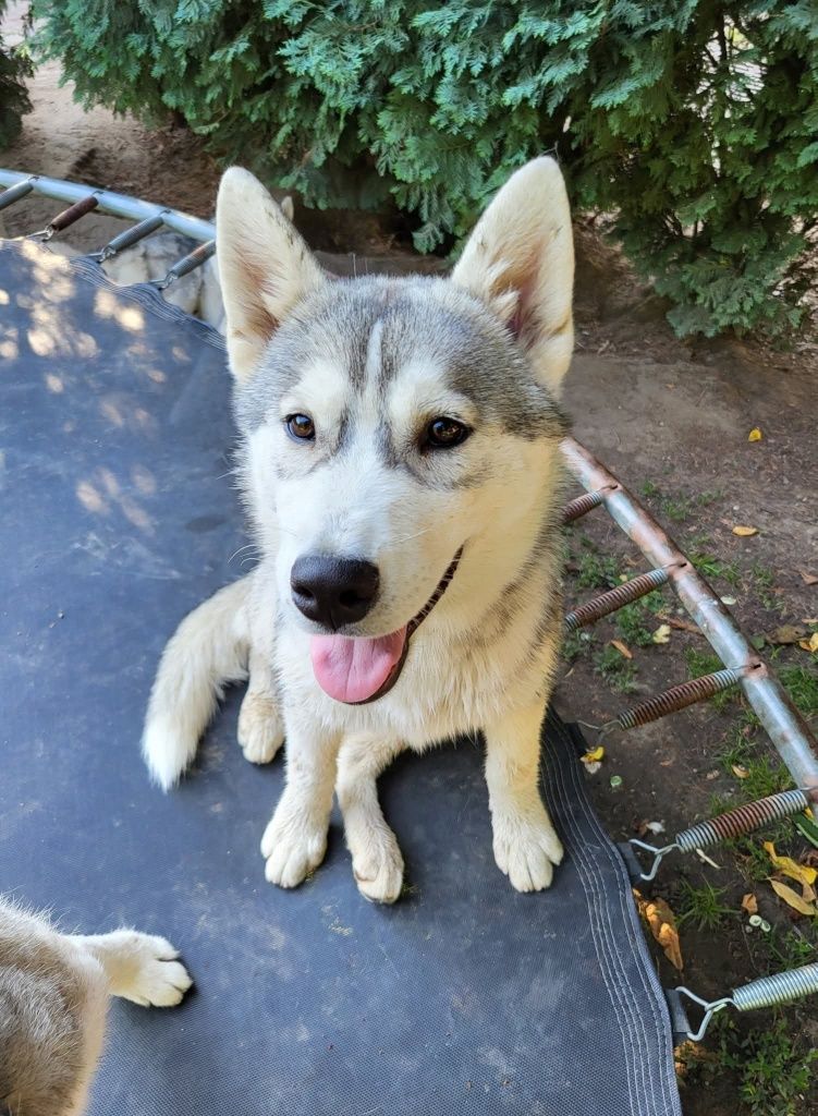 Śliczna sunia Hati Siberian Husky zkwp fci