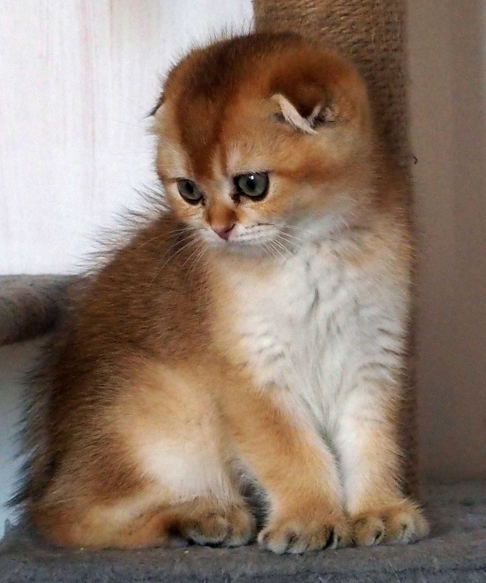 Kot Szkocki Zwisłouchy PZF WCF  , Scottish Fold Złota Szynszyla.