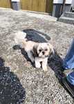 Shih tzu pochodzenie FCI reproduktor liczne mioty zdrowy piesek