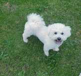 Bichon > reproduktor FCI > sprzedam.