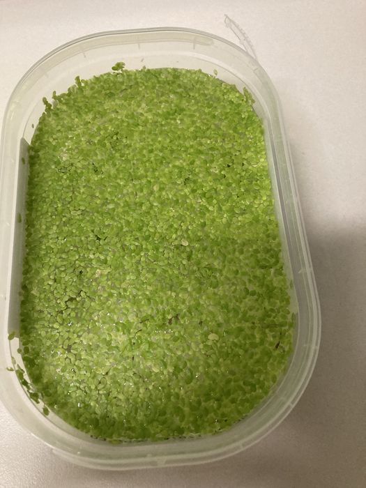 Lentilha-d'água ( Planta de superfície aquário )