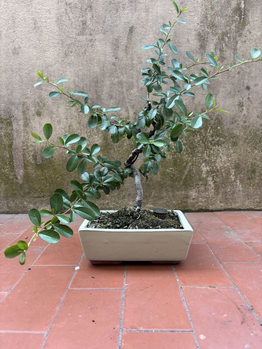 Piracanta Bonsai