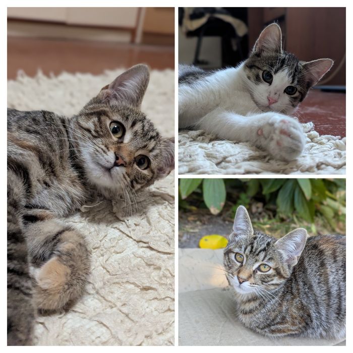 Котята кошенята в добрые руки в добрі руки