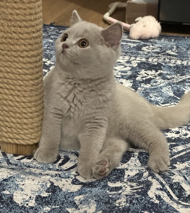 Kot Brytyjski  krótkowłosy