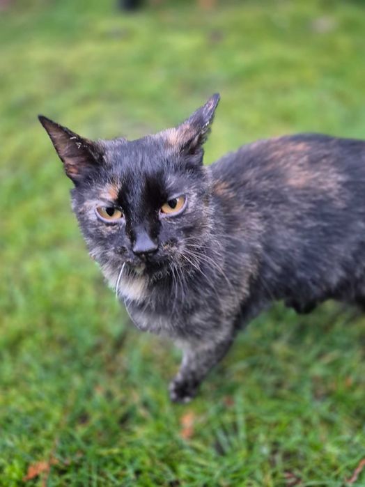 Kot maltultki serdeczny kotek szuka domu