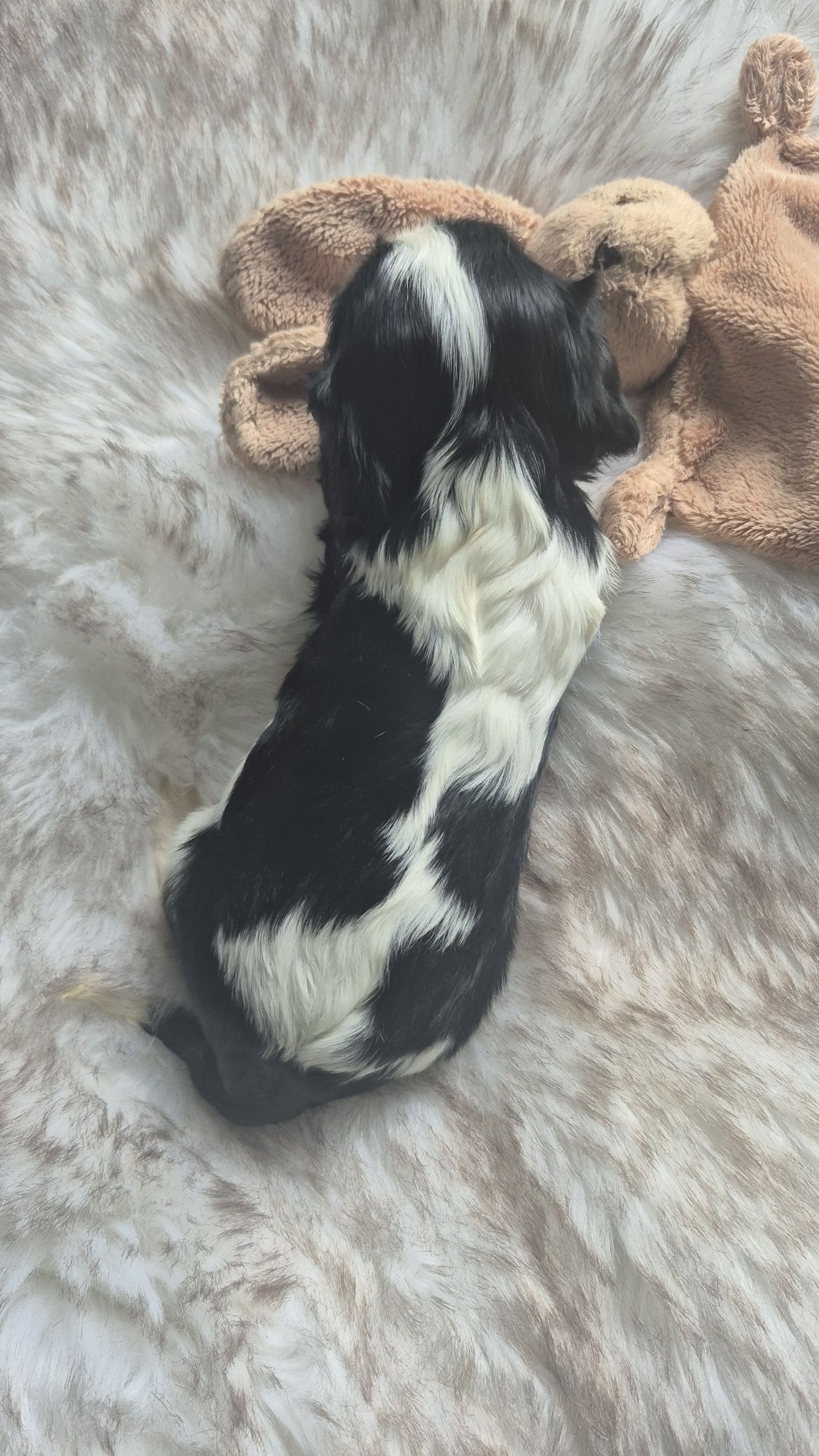 Sunia Cavalier King Charles Spaniel badania