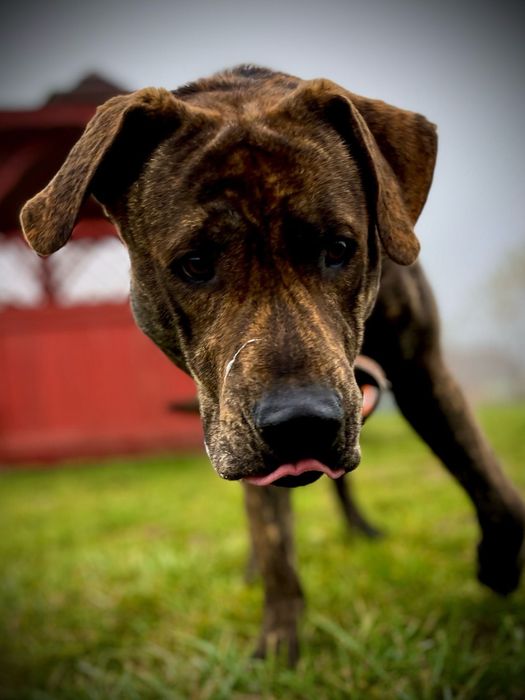 Hunter wielki pies o charakterze szczeniaka szuka domu