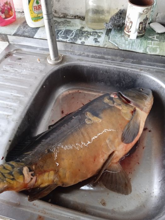 Рибацькі будинки на озері. Баня,чан, с. Киданівка, Богуславський р-н