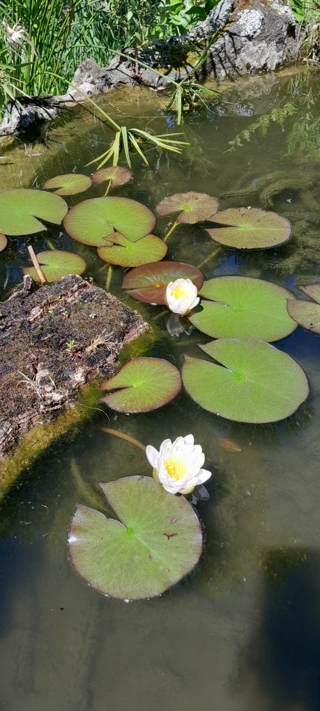 Nenúfares rosa escuro, rosa claro e brancas