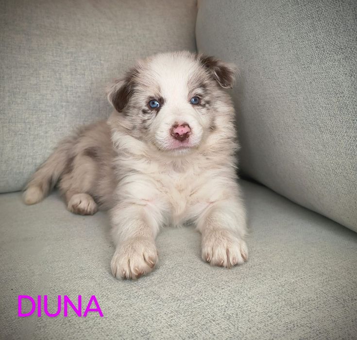 Border Collie Suczka Chocolate Merle BADANIA