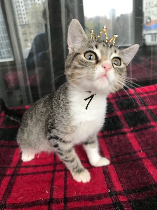 Измените жизнь принцессы. Котёнок бесплатно