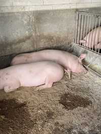 Продам домашніх свиней вагою 140 180