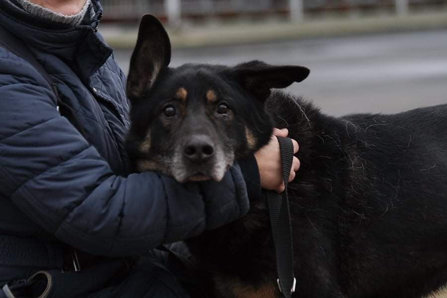 Kochany, cudowny Barni PILNIE szuka kochającej rodzinki