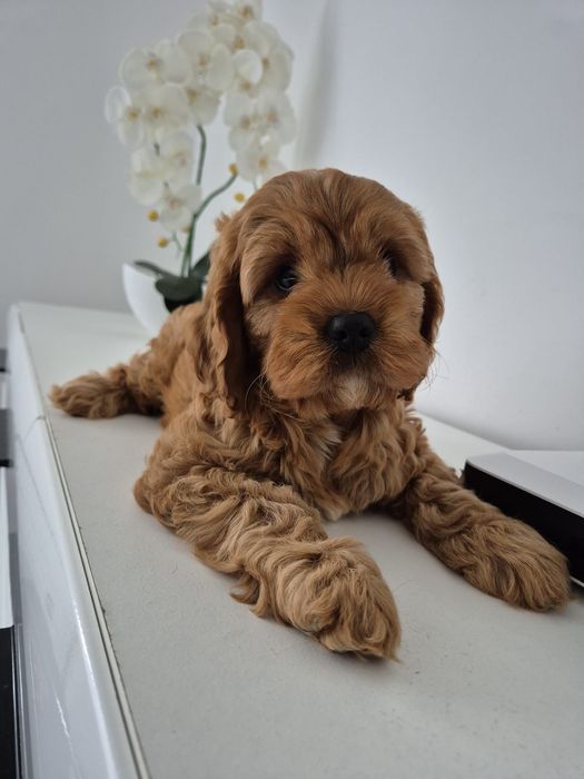 Cockapoo f1 Cocker spaniel - Pudel