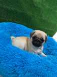 Pug carlin  exelente linhagem