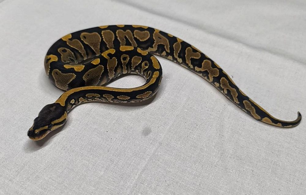 Młody wąż nie zbożowy