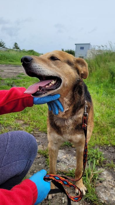 Beagle XXL szuka domu