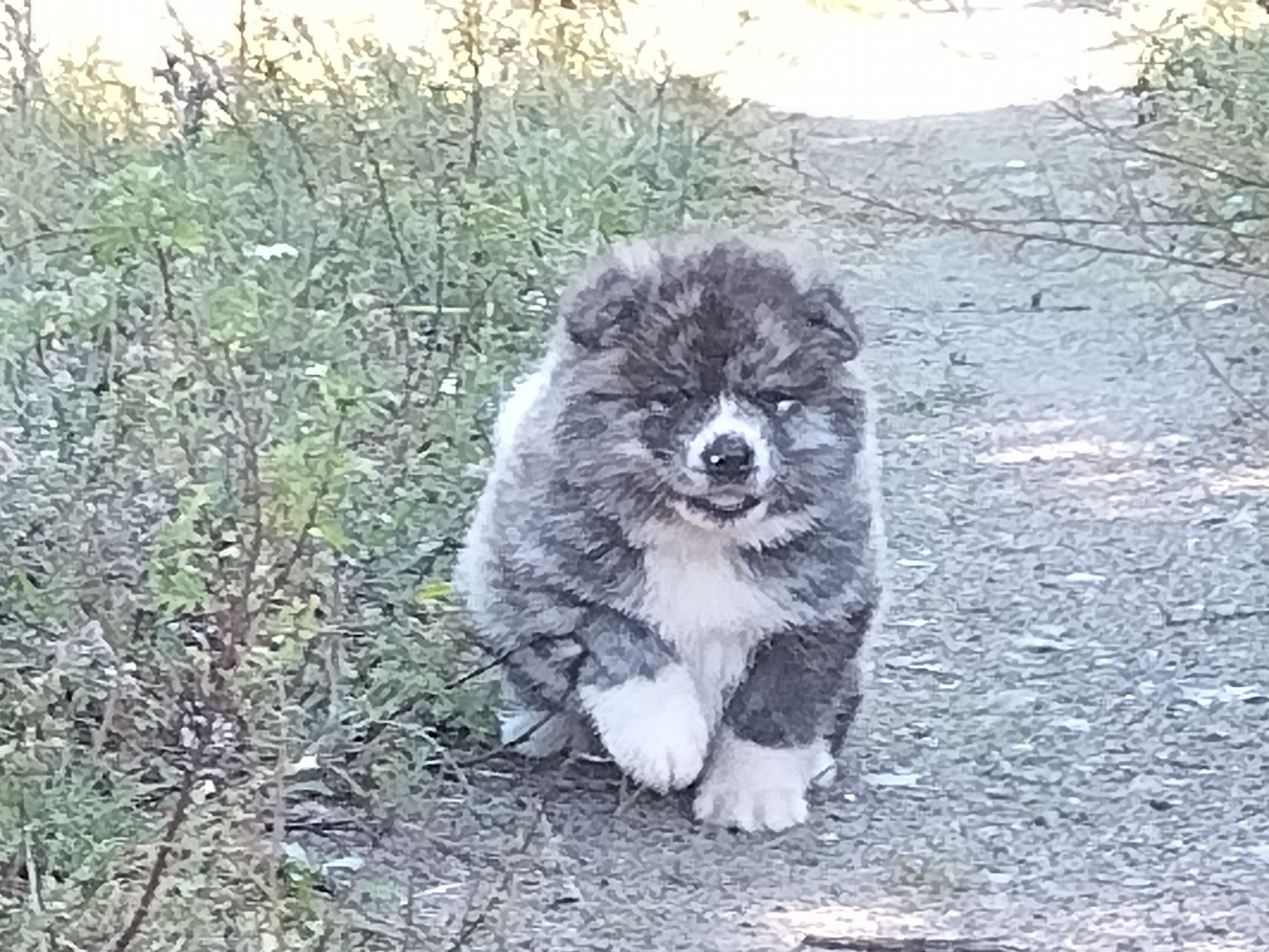 Japońska akita inu - pręgusek