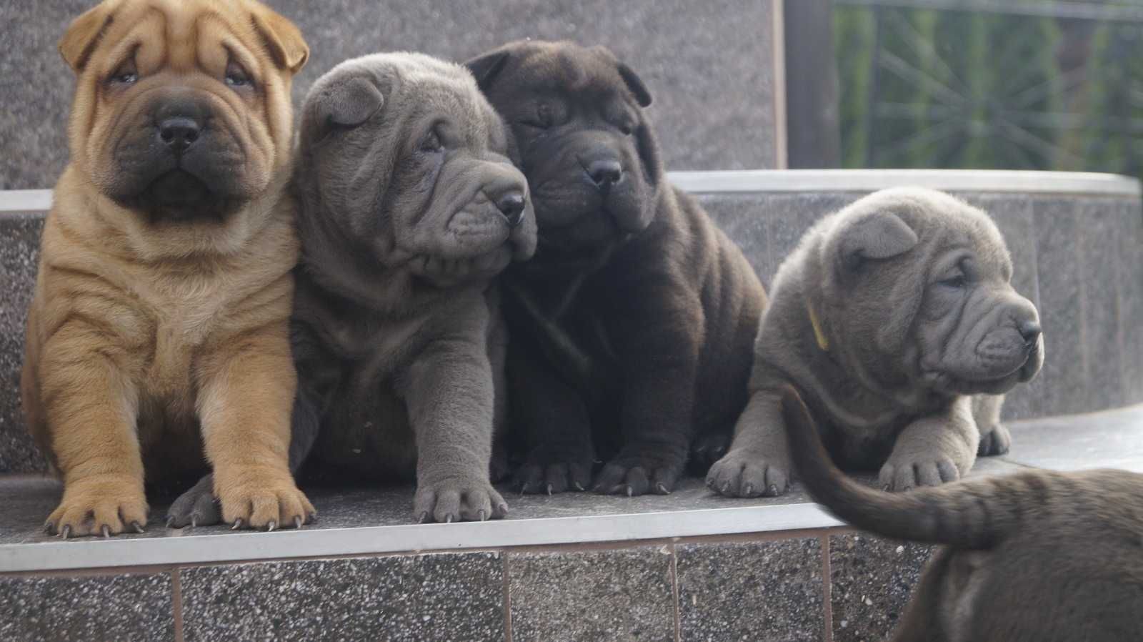 Eros,Blekitny samiec Shar Pei, do rezerwacji, zagraniczni rodzice FCI