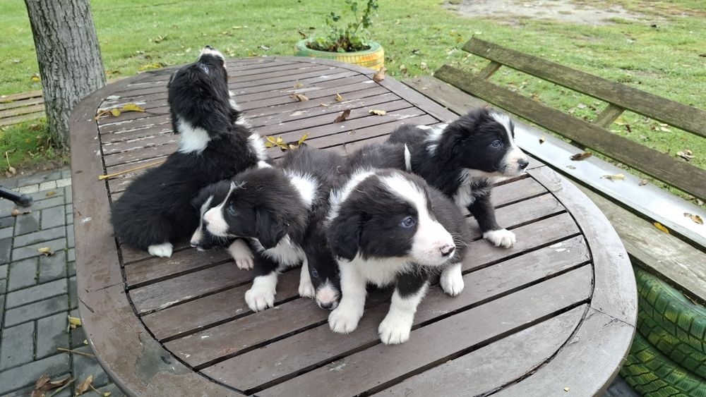 Pieski Border Collie