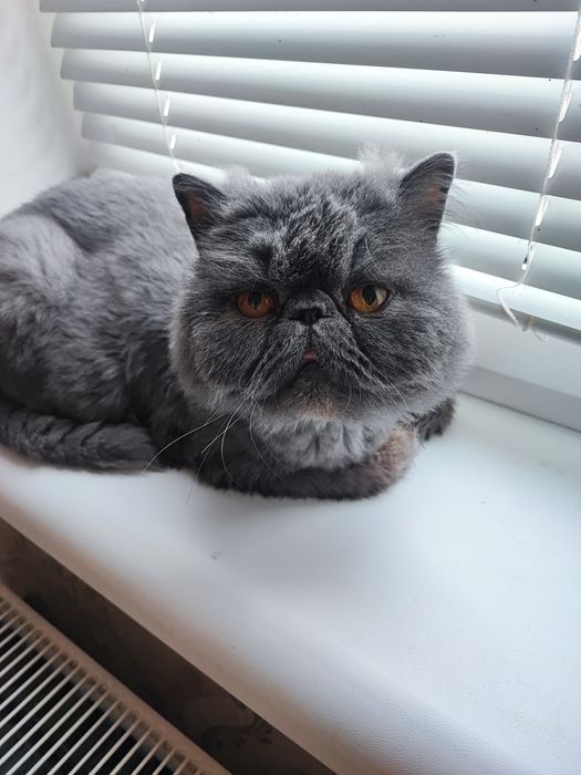 Персидский кот в добрые руки