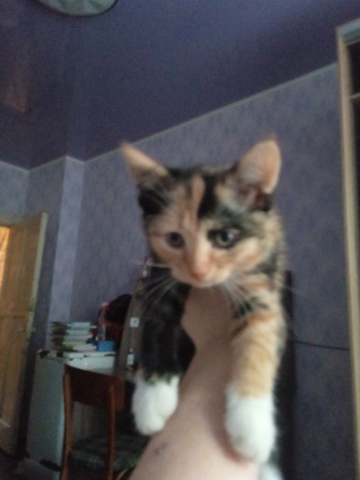 Отдам котят в хор.ру