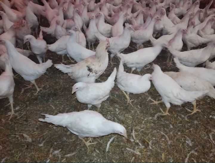 Kury Rosa Leghorn Dominant Lohman Greenshel
