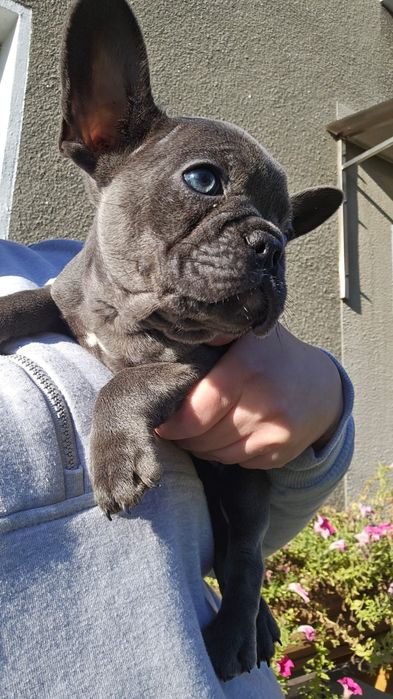 Sunia buldog francuski drugi raz zaszczepiona