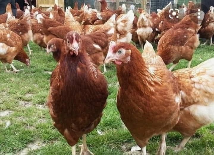 У суботу доставка безкоштовна 
‼️Приймаємо замовленння