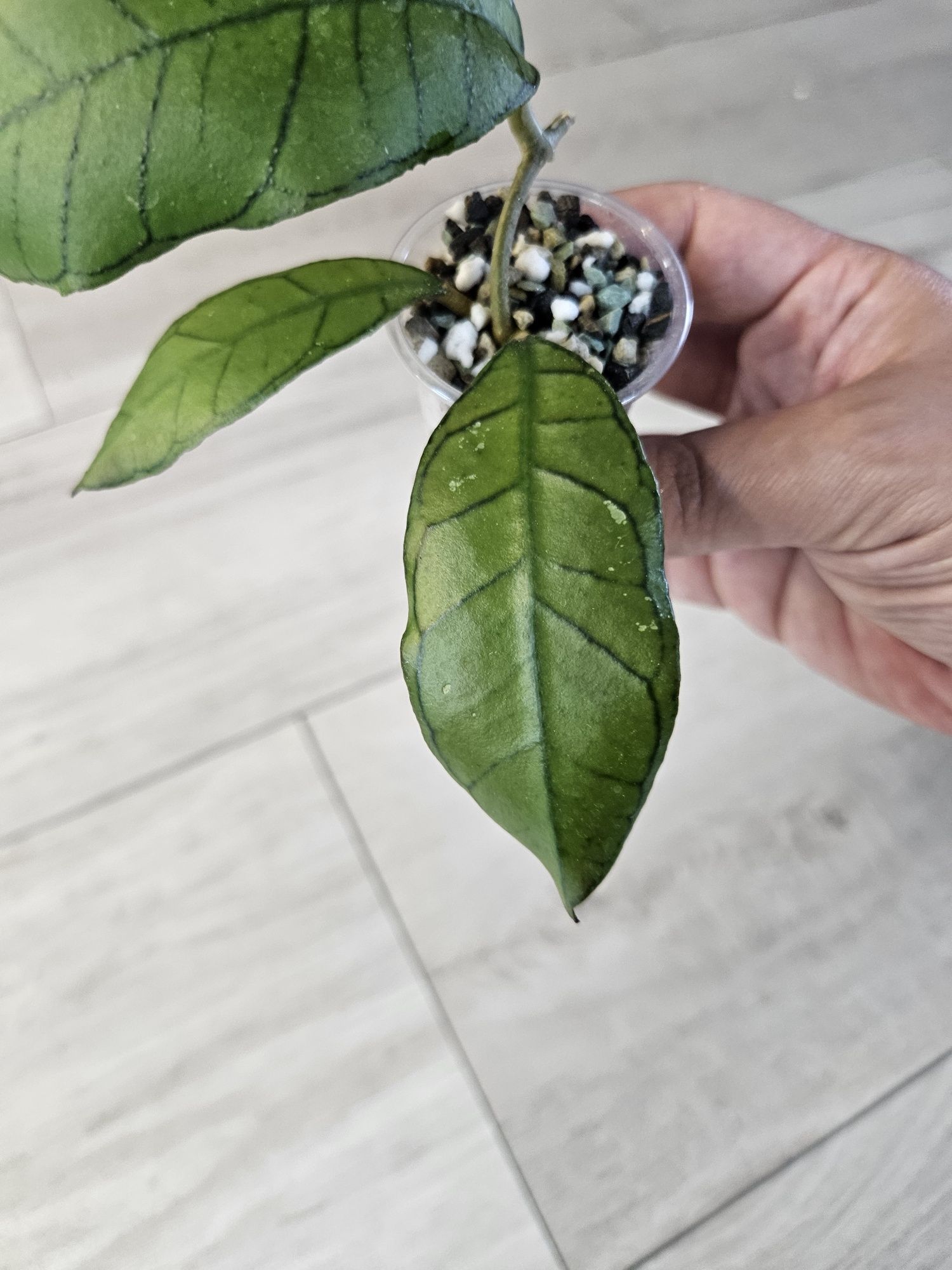 Hoya Nicholsoniae New Guinea Ghost+ sp. Gunung Gading