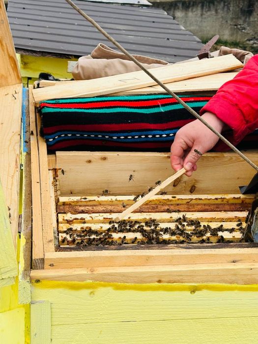 Продаю Пчолопакети !