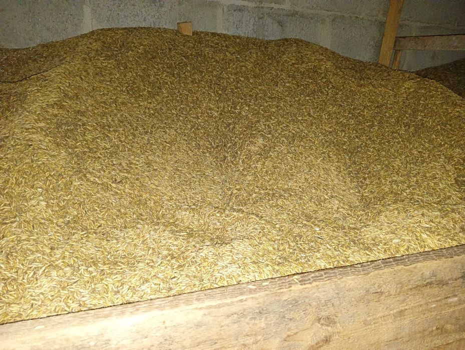 Sprzedam owies zbiór 2025