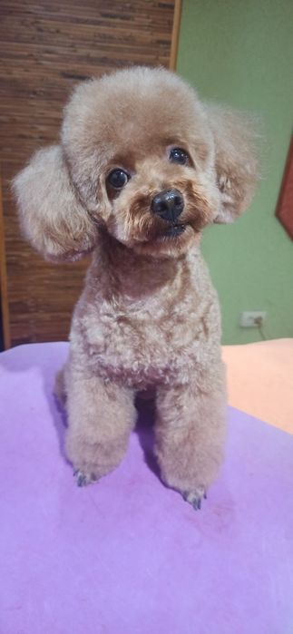 Груминг, стрижка декоративных пород собак