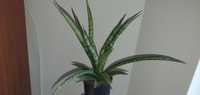 Сансевиерия Sansevieria Comet Rocky Mountain