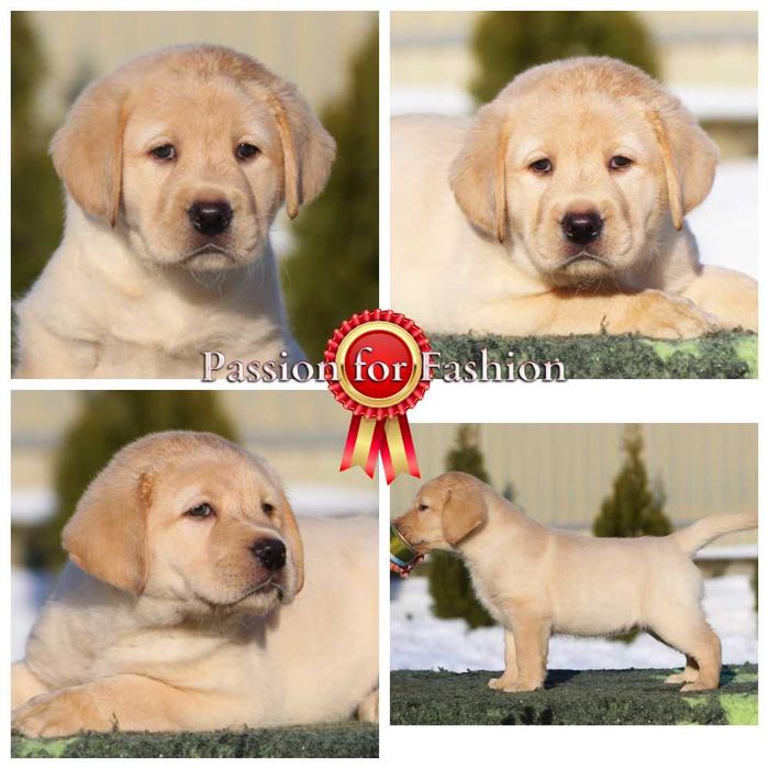 Щенки лабрадора ретривера, цуценята лабрадора ретрівера от профи.