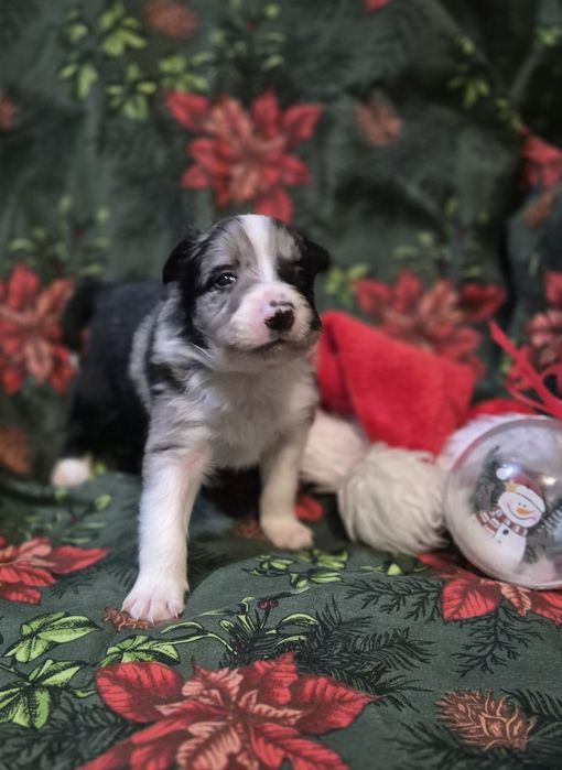 Border collie samiec blue merle