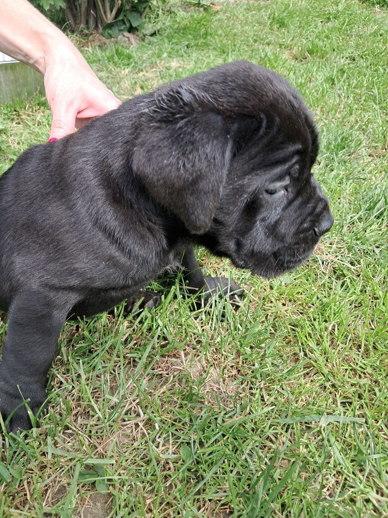 Cane corso suczka