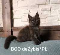 Czarny dymny  kocurek Maine Coon