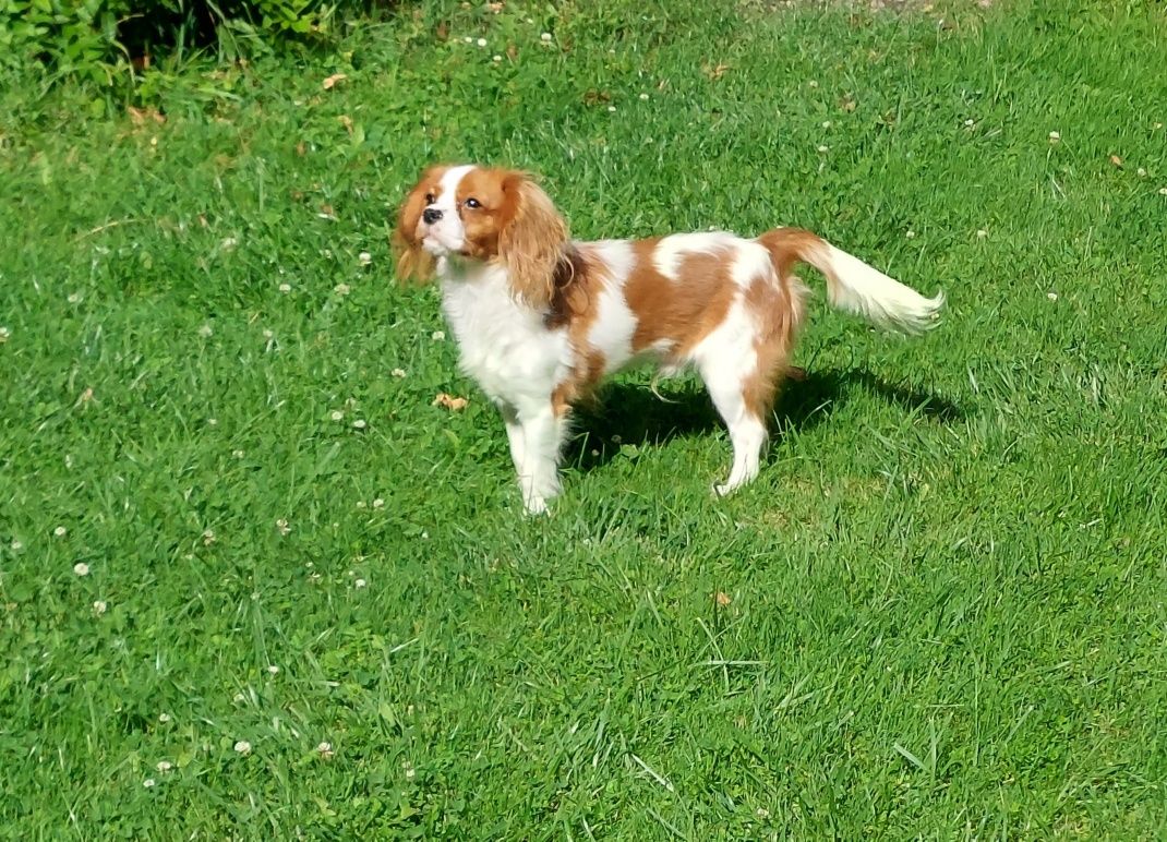 Cavalier King Charles spaniel piesek z rodowodem SWKIPR
