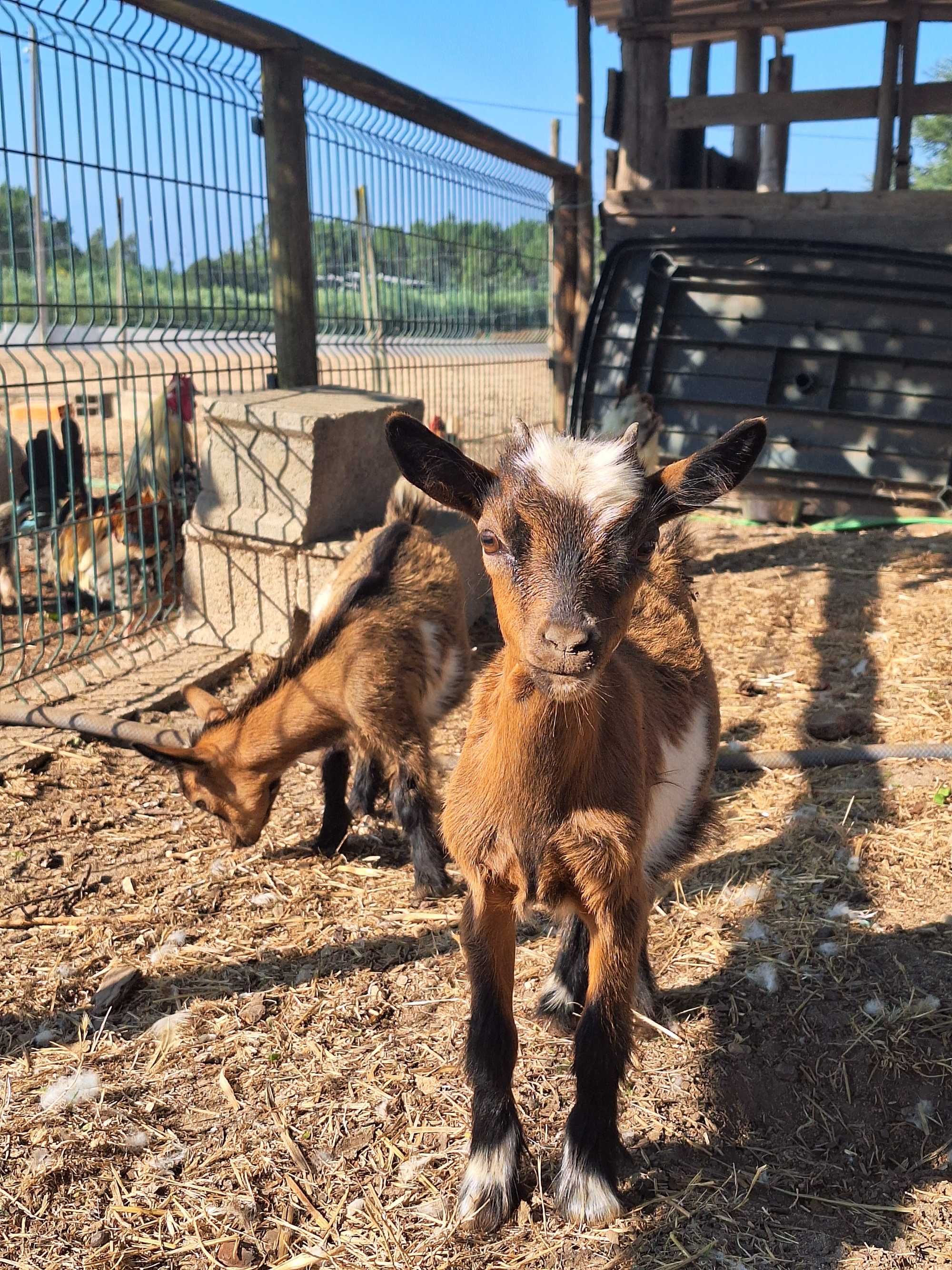 Cabras anãs com 3 meses