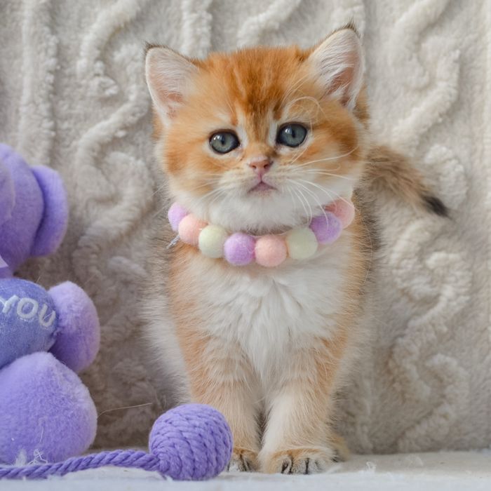 Золота шиншила-дівчинка