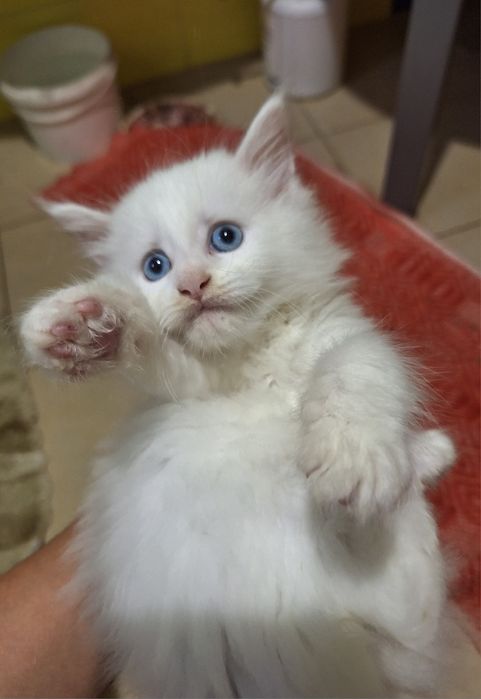 Дівчинка з блакитними очима