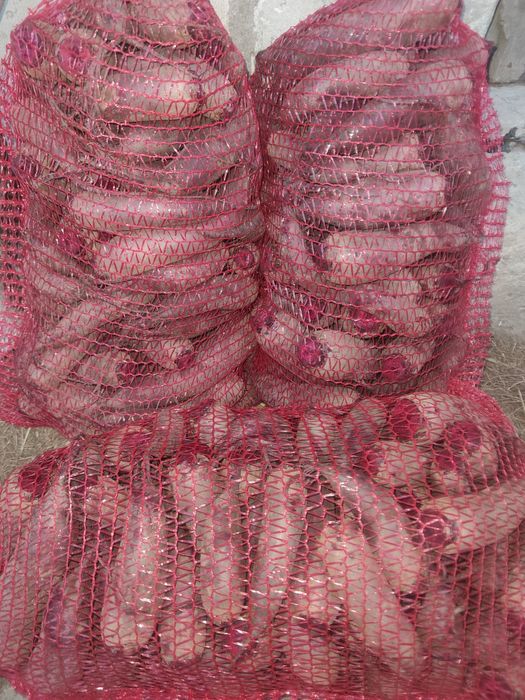 Buraczki czerwone podłużne 25 kg