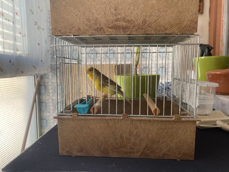 Canarios timbrados espanhol