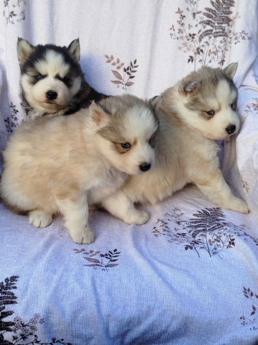 Siberian Husky suczka tel.-5.7.5.3.0.2.0.3.9.