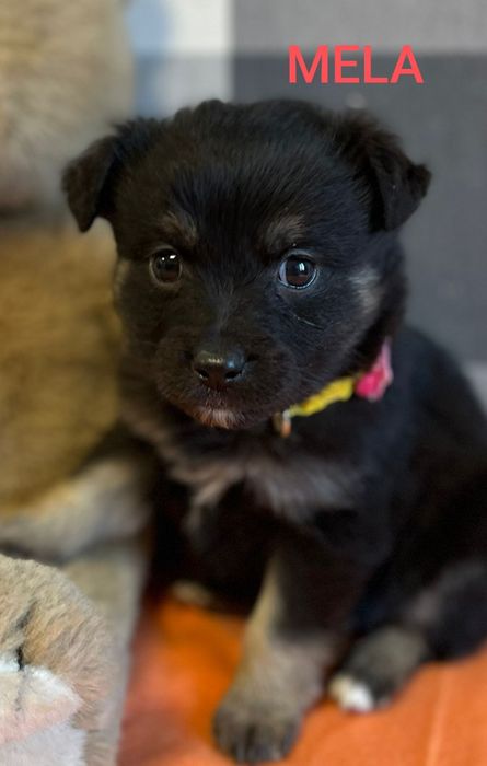 Mela psie dziecko szuka kochającej rodziny