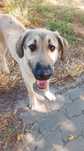 Cadela para adopção