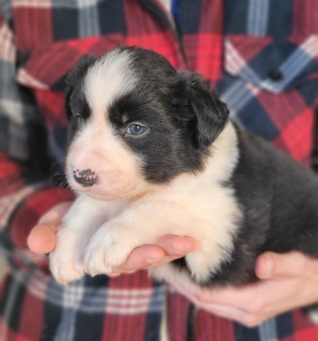 Border Collie suczka